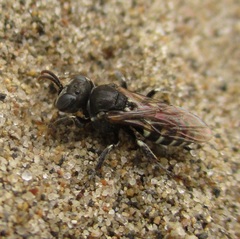 Oxybelus uniglumis