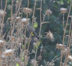 Carduelis carduelis