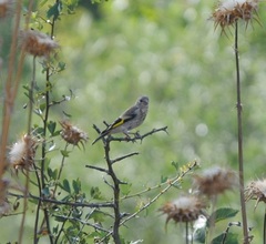 Carduelis carduelis