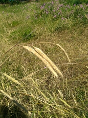 Triticum