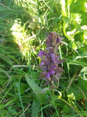 Dactylorhiza majalis