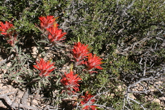 Castilleja scabrida scabrida