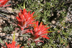 Castilleja scabrida scabrida