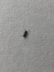 Formicidae