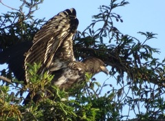 Haliaeetus leucocephalus