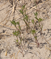 Eriastrum rosamondense