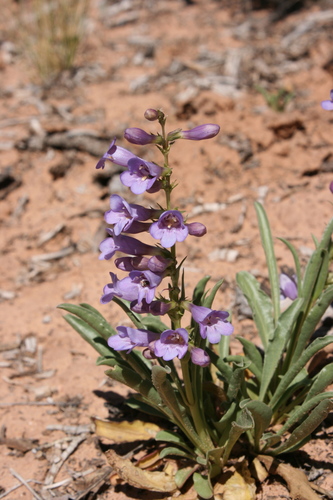 Penstemon strictiformis
