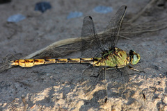 Ophiogomphus arizonicus
