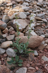 Penstemon lentus albiflorus