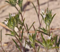 Eriastrum rosamondense