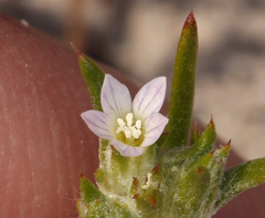 Eriastrum rosamondense