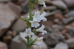 Penstemon lentus albiflorus