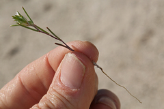 Eriastrum rosamondense