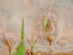 Draeculacephala balli