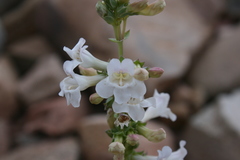 Penstemon lentus albiflorus