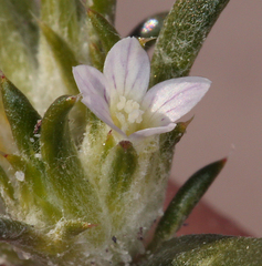 Eriastrum rosamondense