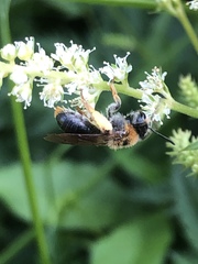 Andrena haemorrhoa