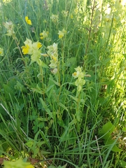 Rhinanthus serotinus