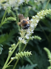 Andrena haemorrhoa