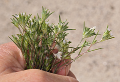 Eriastrum rosamondense
