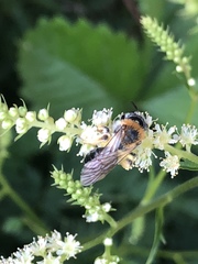 Andrena haemorrhoa