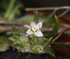 Eriastrum rosamondense