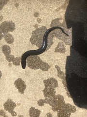 Siren intermedia