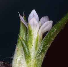 Eriastrum rosamondense