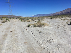 Eriastrum rosamondense