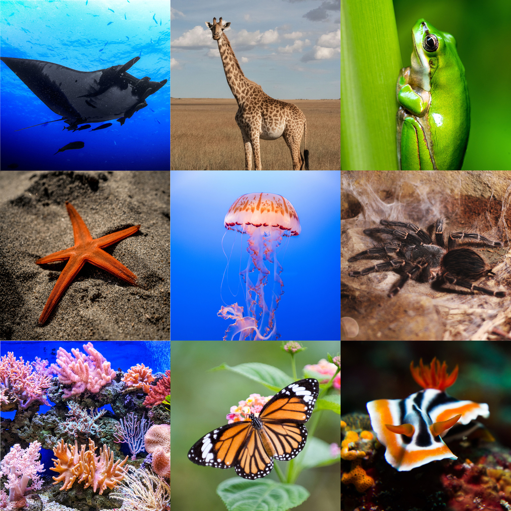 Kingdom Animalia Phylum