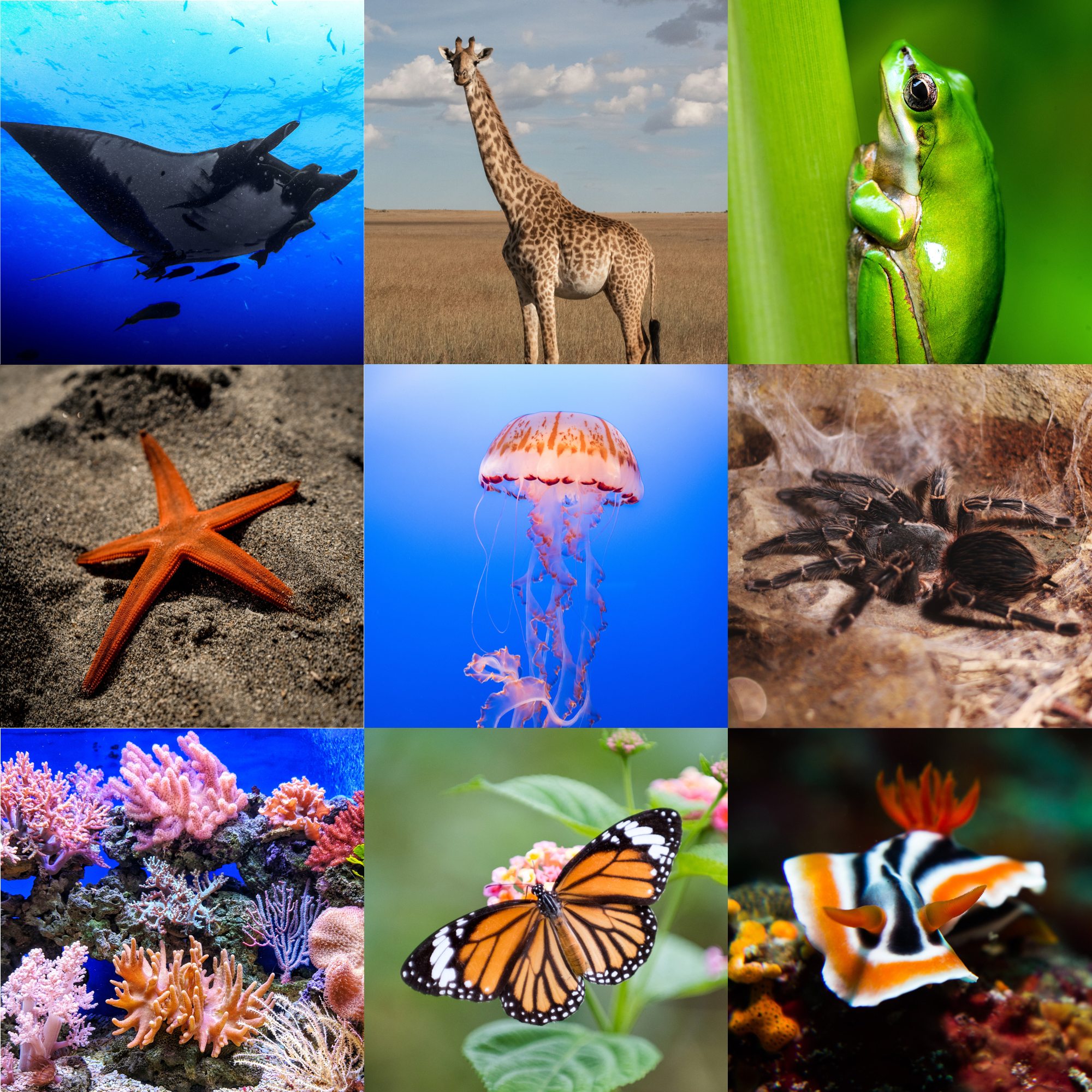 Animals (Kingdom Animalia) · iNaturalist