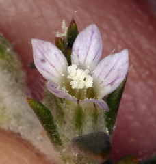 Eriastrum rosamondense