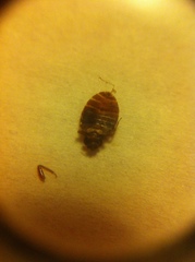 Cimex lectularius