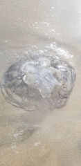 Rhopilema hispidum