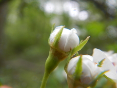 Crataegus succulenta