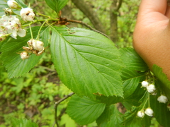 Crataegus succulenta