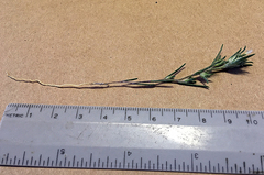 Eriastrum rosamondense