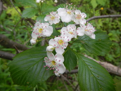 Crataegus succulenta