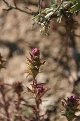 Orthocarpus cuspidatus