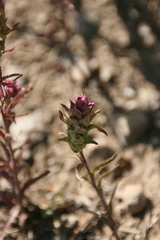 Orthocarpus cuspidatus