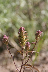 Orthocarpus cuspidatus