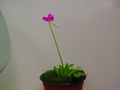 Pinguicula