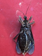Reduvius personatus
