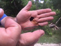 Calopteryx dimidiata