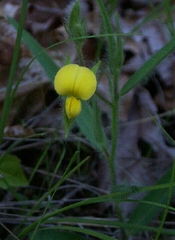 Crotalaria sagittalis