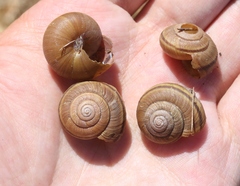 Helminthoglypta sanctaecrucis