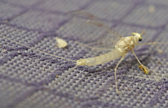 Maccaffertium terminatum