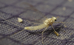 Maccaffertium terminatum