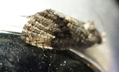 Gymnandrosoma punctidiscanum