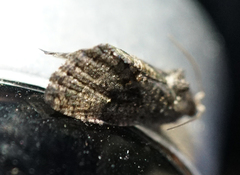 Gymnandrosoma punctidiscanum